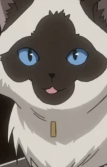 Кіт із котокафе